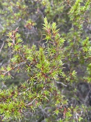 Cliffortia atrata