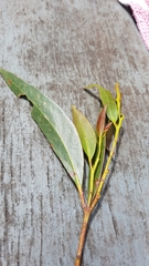 Eucalyptus obstans