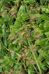 Jansenella griffithiana