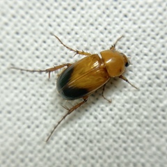 Phyllotocus macleayi