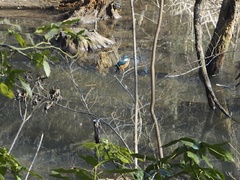 Alcedo atthis bengalensis