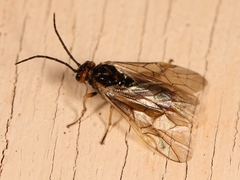 Euura clitellata