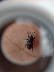 Sphenophorus brunnipennis