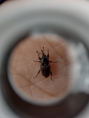 Sphenophorus brunnipennis