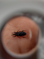 Sphenophorus brunnipennis