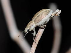 Diglossotrox steveni