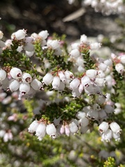 Erica scabriuscula