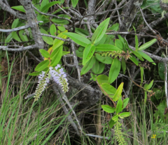 Veronica ligustrifolia