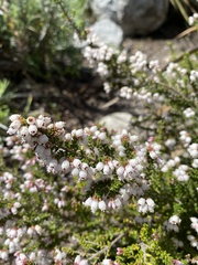 Erica scabriuscula