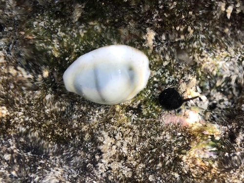 Cypraea moneta observed 2021-10-29