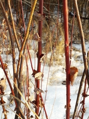 Salix pyrolifolia