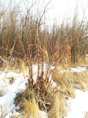 Salix pyrolifolia