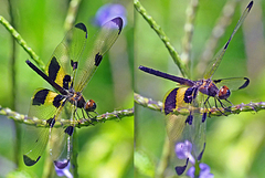 Rhyothemis phyllis apicalis