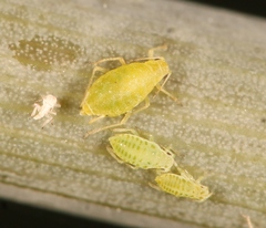 Cavariella aegopodii