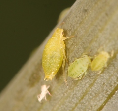 Cavariella aegopodii