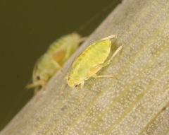 Cavariella aegopodii