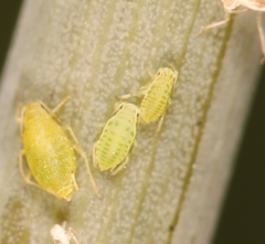 Cavariella aegopodii