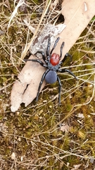 Missulena occatoria