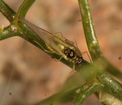 Cavariella aegopodii