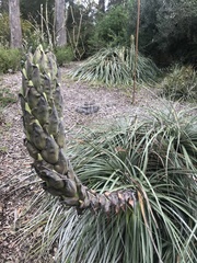 Puya × berteroniana