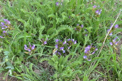 Astragalus laxmannii