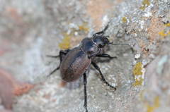 Calosoma elegans