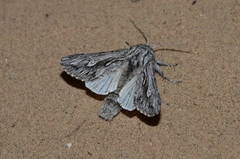 Odontelia arenicola