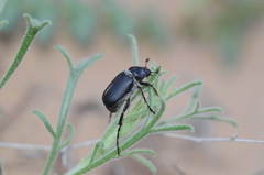 Hemictenius lebedevi