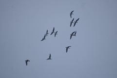 Branta hutchinsii leucopareia