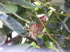 Ixobrychus eurhythmus