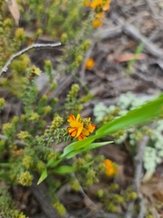 Pultenaea procumbens