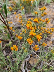 Pultenaea procumbens