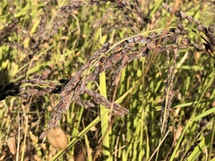 Oryza sativa