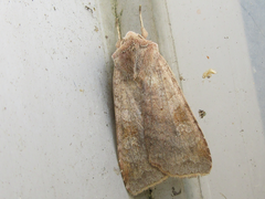 Diarsia canescens