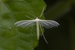 Pterophorus lacteipennis
