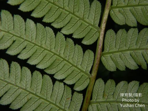 Cyathea spinulosa iNat (3)