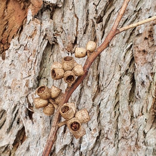 Image of Eucalyptus botryoides by (c) ronavery, some rights reserved (CC BY)