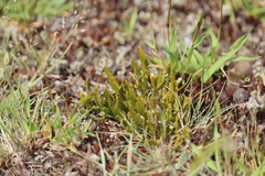 Carmichaelia corrugata
