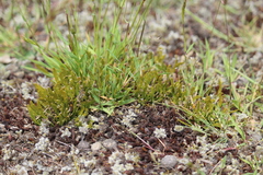 Carmichaelia corrugata
