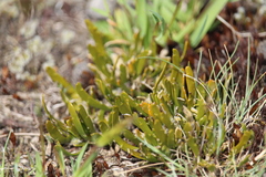 Carmichaelia corrugata