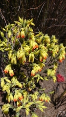 Erica thunbergii