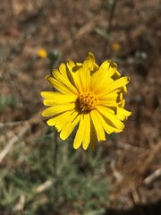 Madia elegans wheeleri