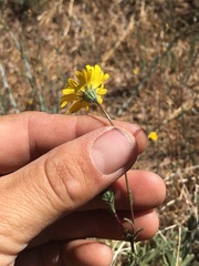 Madia elegans wheeleri