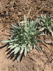 Phacelia egena