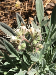 Phacelia egena