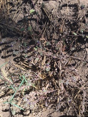 Phacelia davidsonii