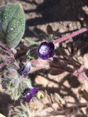Phacelia davidsonii