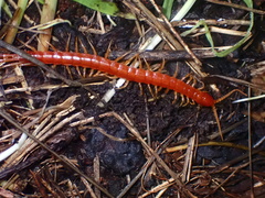 Scolopocryptops spinicaudus