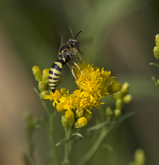Bicyrtes capnopterus