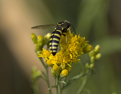 Bicyrtes capnopterus